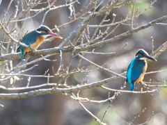 止り木 140（嫁候補と父親）