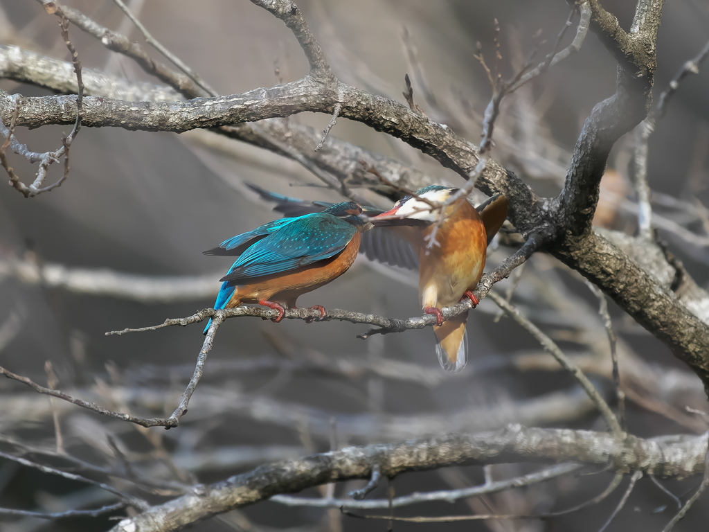 止り木 355-1（雄と雌）
