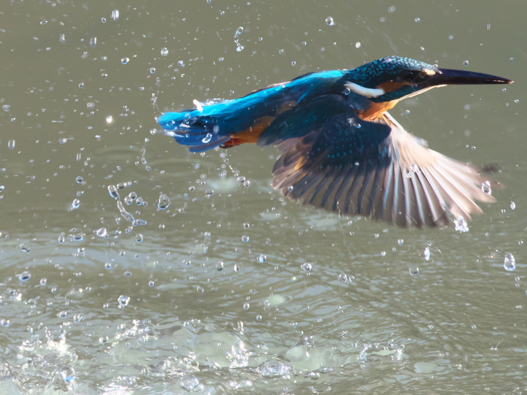 浮上 131（父親）