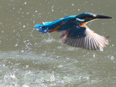 浮上 131（父親）