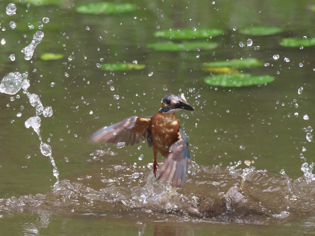 浮上 49-2（父親 お魚獲れたよ）
