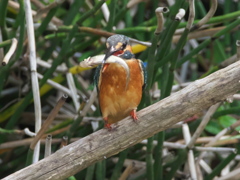 止り木 43-2（嫁候補 お魚食べます）