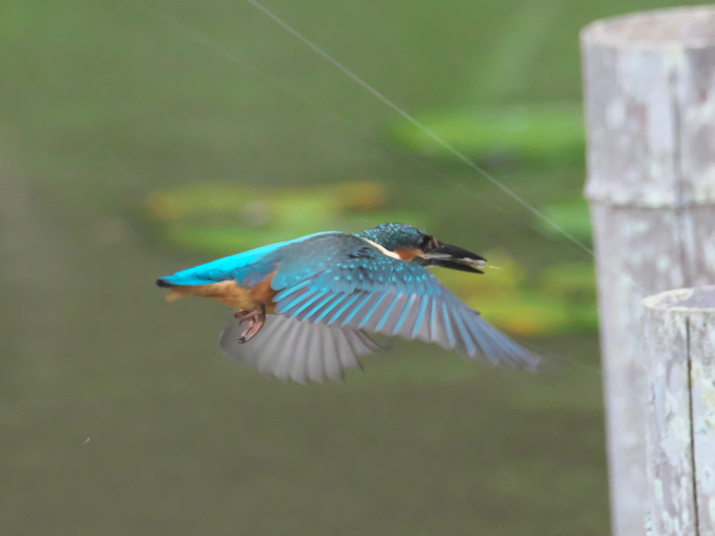 浮上 48-4（子 エビ獲れたよ）