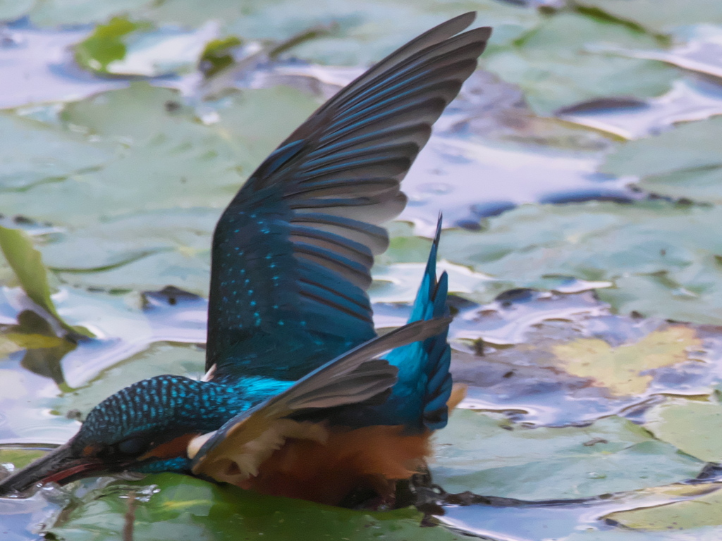 飛び込みシーケンス 24-1（父親）