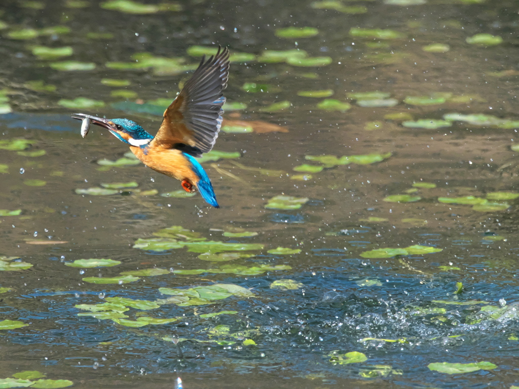 浮上 458-2（父親）