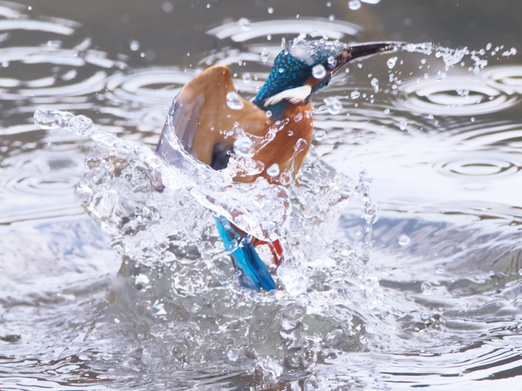 浮上 291（父親）