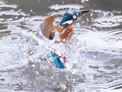 浮上 291（父親）