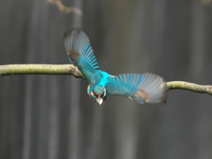 お持ち帰り 23-2