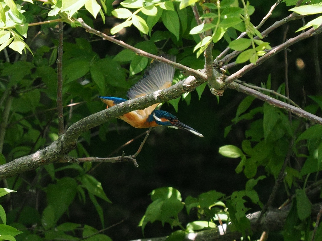お持ち帰り 27-1