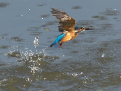 浮上 65-4（父親 エビ獲れたよ）