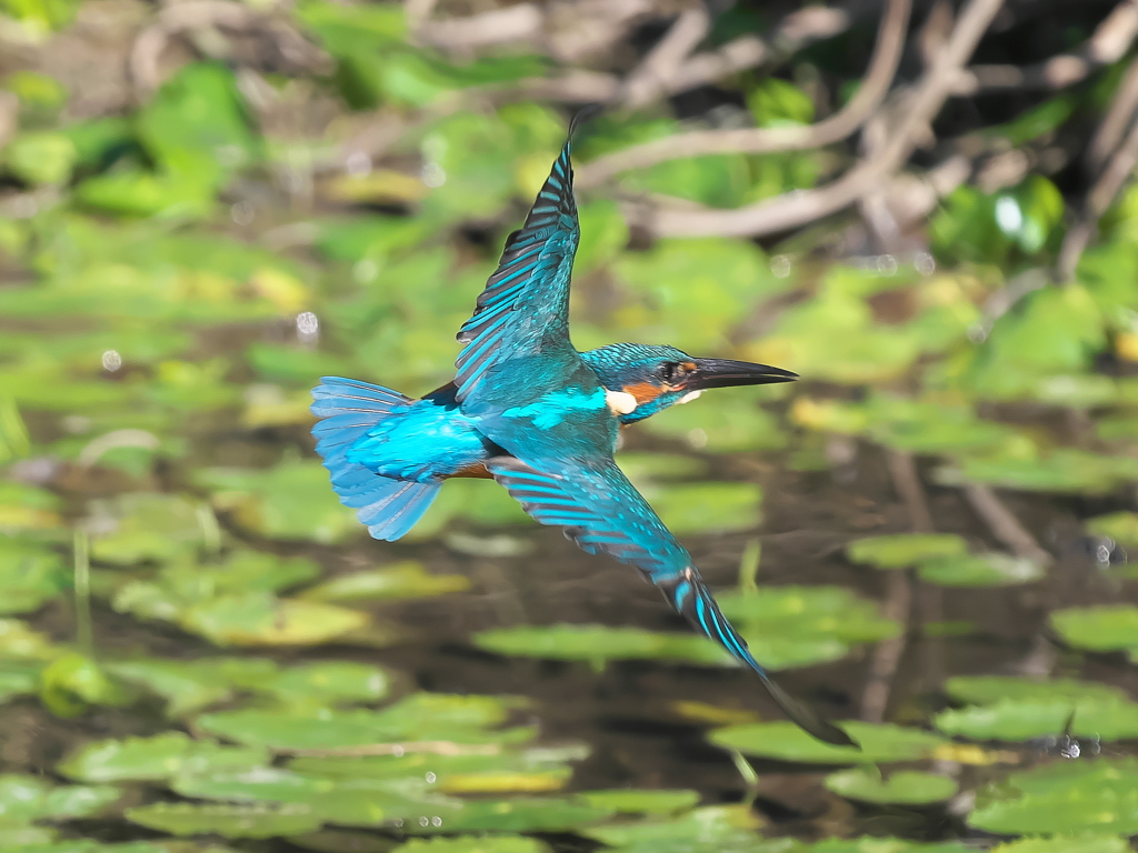華麗なるターン 11-2