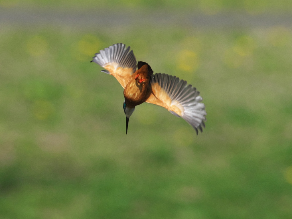 ロックオン 15-2（父親）