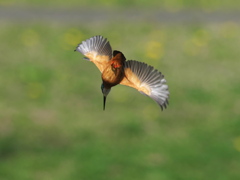 ロックオン 15-2（父親）