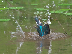 飛び込みシーケンス 5-6（父親）