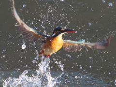 浮上 333（嫁候補）