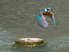 浮上 466（父親）