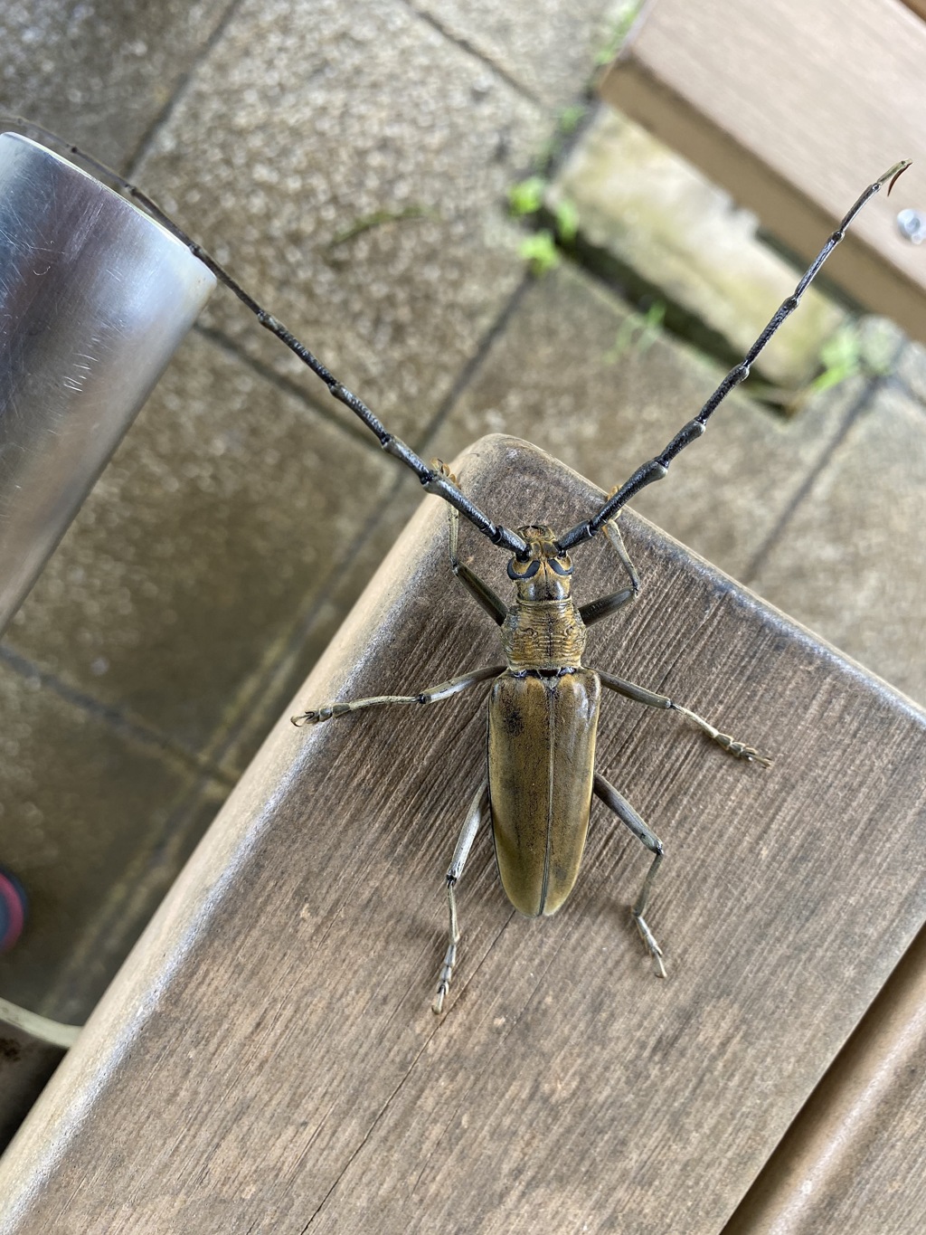 カワセミ待ちの虫撮り 20