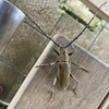 カワセミ待ちの虫撮り 20