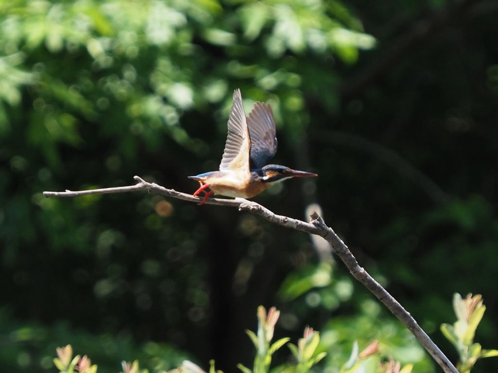 子育てを終えたお母さん？２ 飛ぶ
