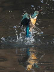 浮上 317-1（嫁候補）