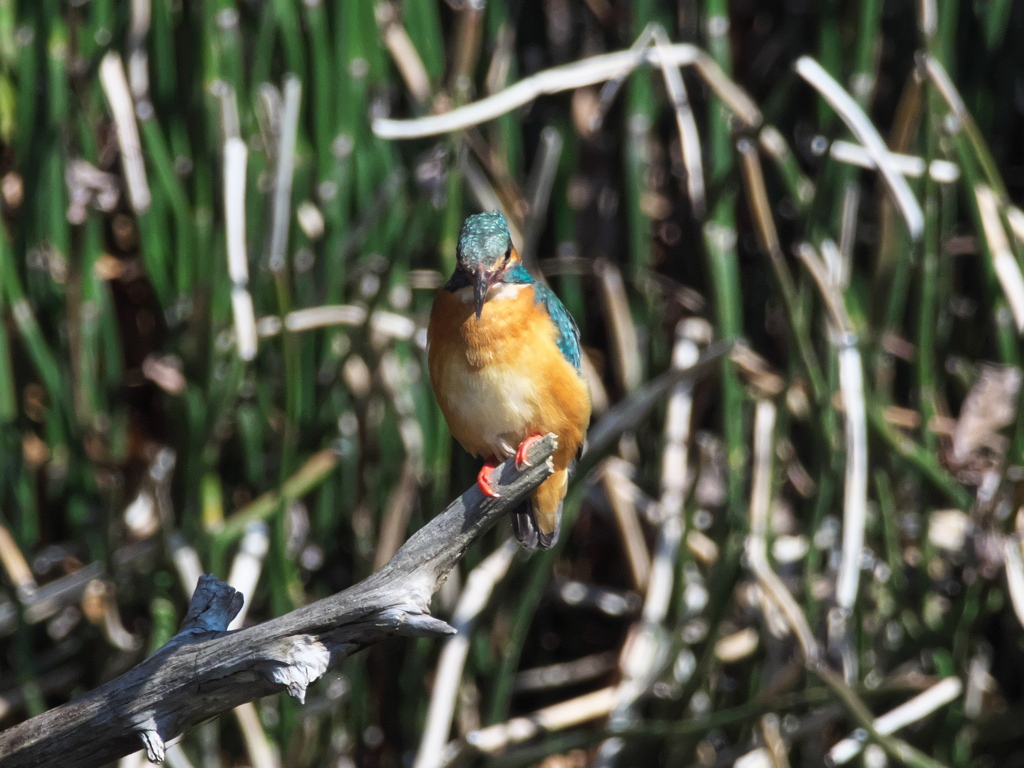 止り木 178（嫁候補）