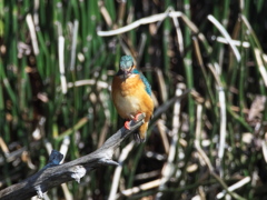 止り木 178（嫁候補）