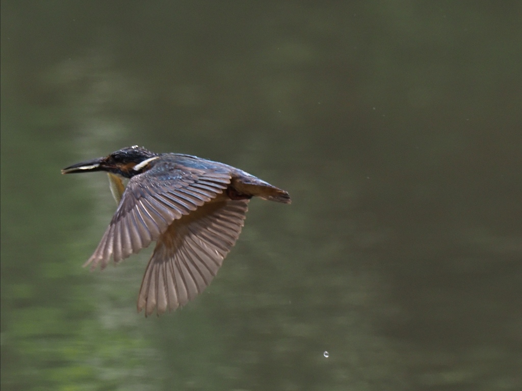 お魚採れたよ 13-6