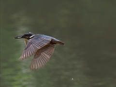 お魚採れたよ 13-6
