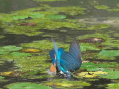 飛び込みシーケンス 26-2（父親）