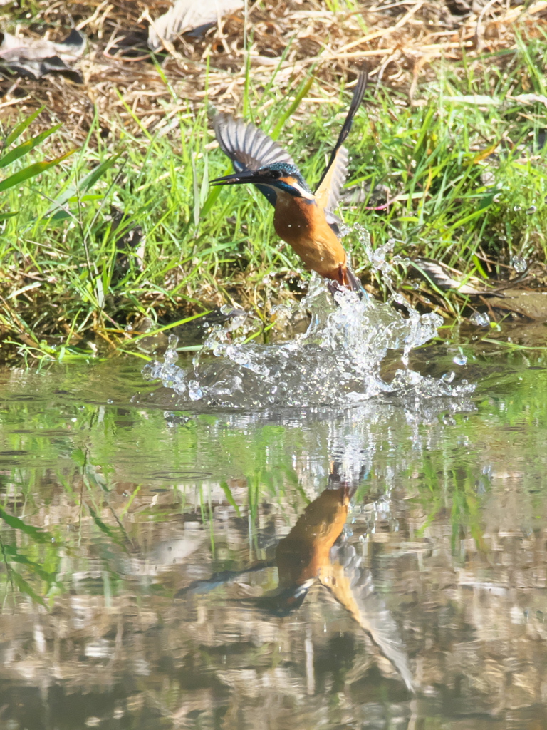 浮上 179（父親）