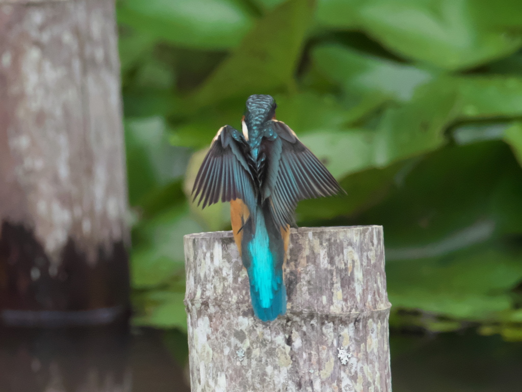 止り木へ 5-2（嫁候補）