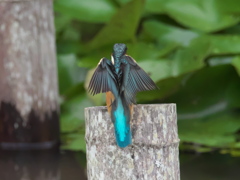 止り木へ 5-2（嫁候補）