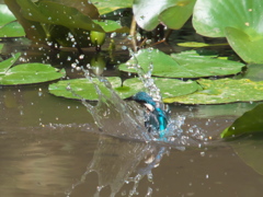 飛び込みシーケンス 12-4（父親）