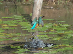 浮上 175-2（嫁候補）