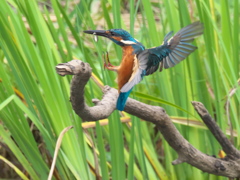 止り木へ 4-2（父親）