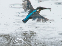 お魚獲れたよ 19-2（父親）