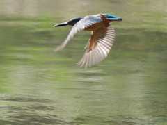 水平飛行 9（父親）