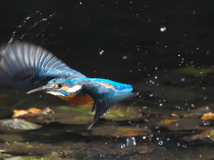 浮上 199（父親）