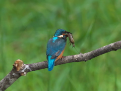 ザリガニ獲れたよ 12-2（父親）