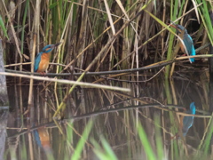 縄張り争い 1（嫁候補と隣の池の雄 隣の水路にて）