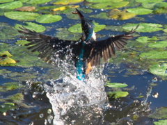 浮上 74-1（父親）