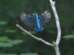 ホバ 2-2(とまり木の向こう側で)