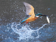 浮上 468（父親）