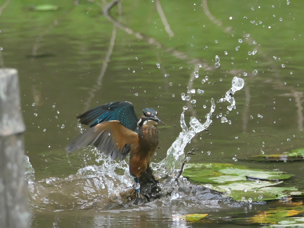 浮上 35-1（父親 エビ獲れたよ）