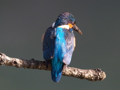 止り木 183（父親）