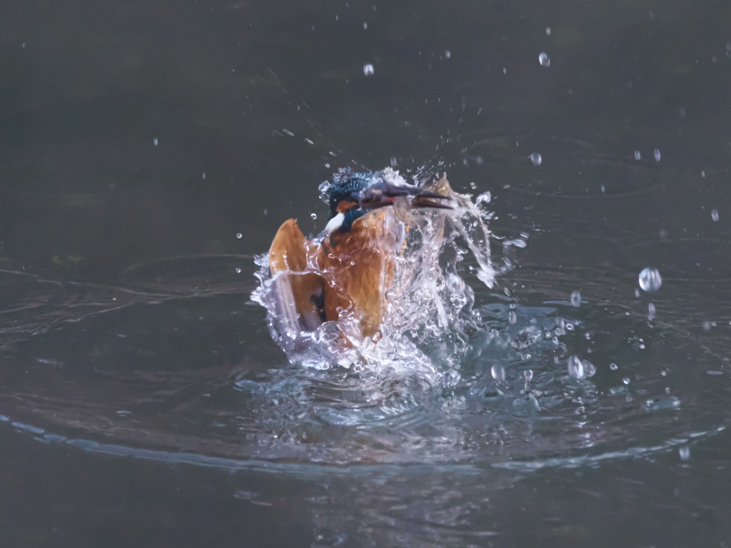 浮上 377-1（父親）