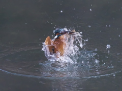 浮上 377-1（父親）