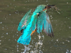 浮上 137（父親）