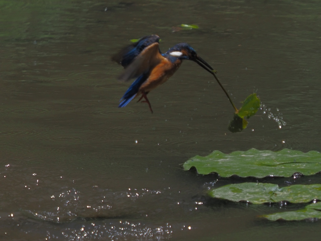 あれっ！お魚じゃ無かった