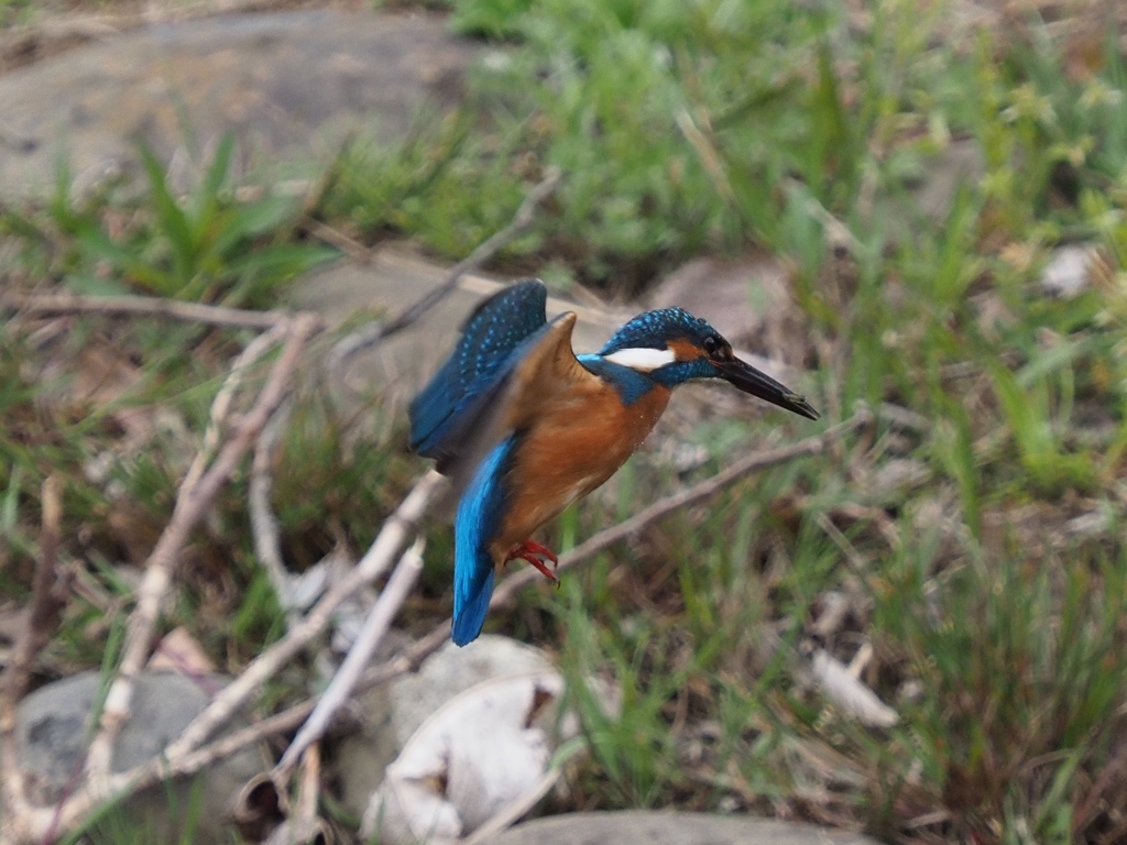 初めてホバ撮れました 200411-2